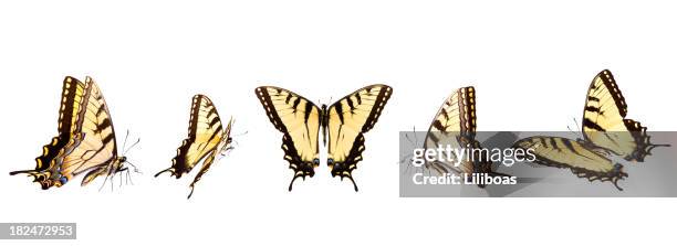 tiger swallowtail butterflies in numerous flying positions isolated on white - butterfly on white stockfoto's en -beelden