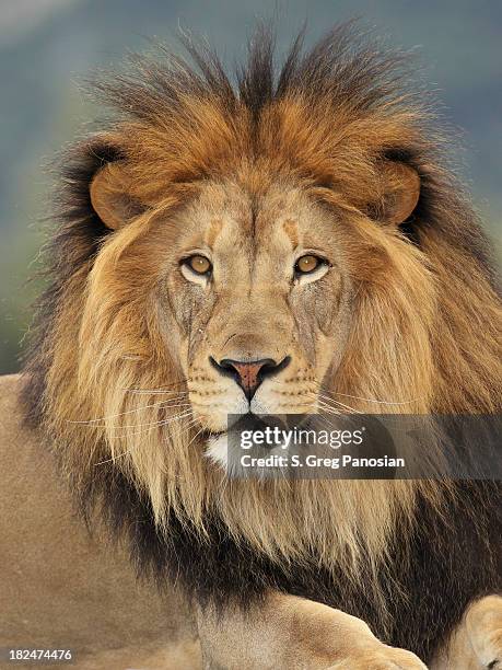 león - lion feline fotografías e imágenes de stock