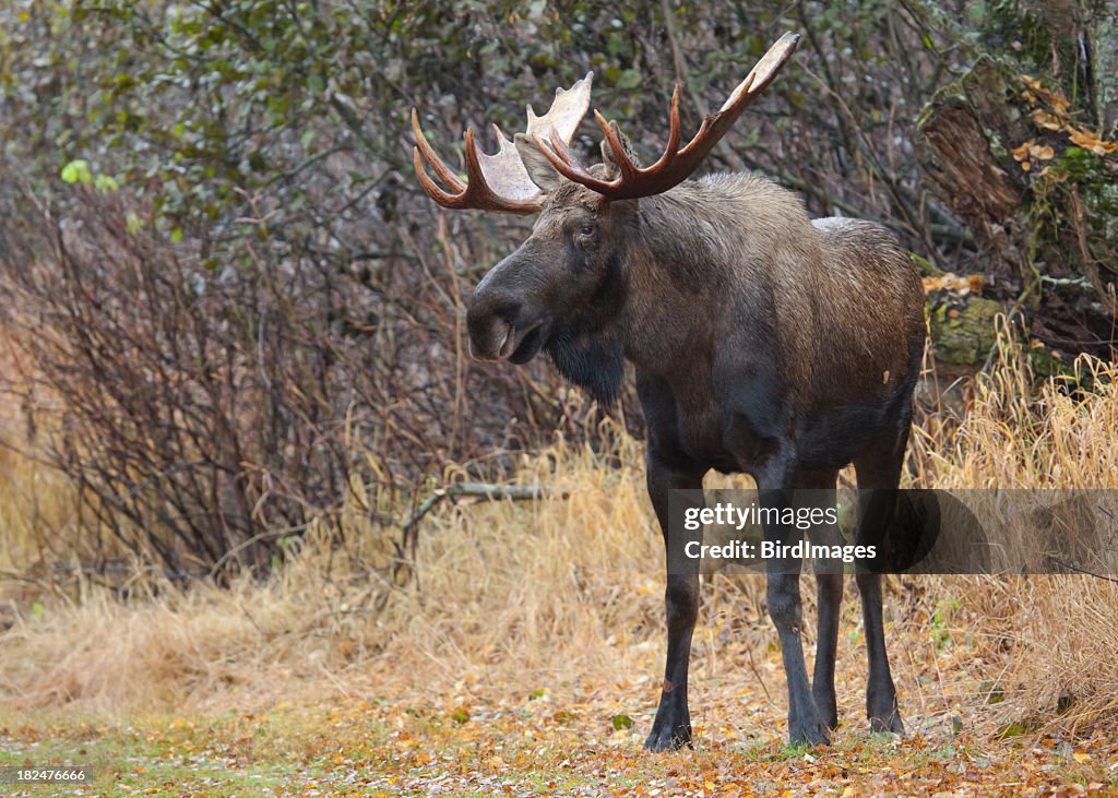 Alce macho de Alaska, XXL