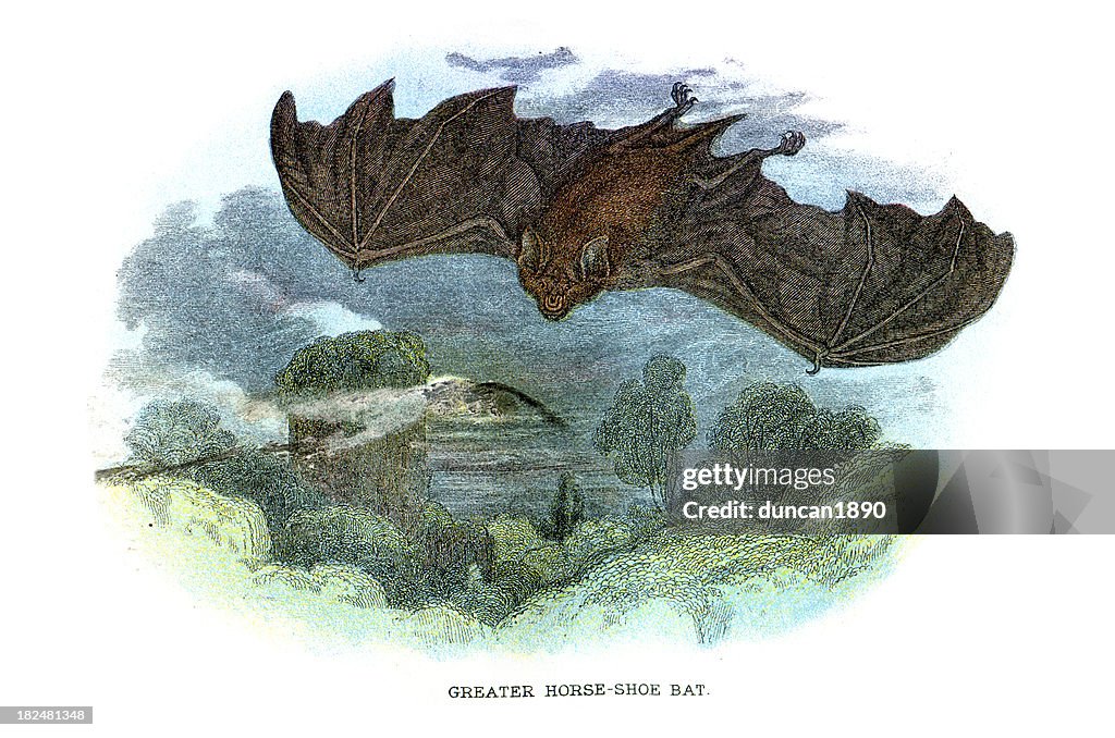 Greater Horseshoe Bat (Rhinolophus ferrumequinum)