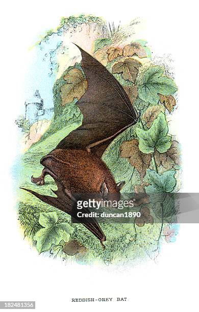 stockillustraties, clipart, cartoons en iconen met reddish grey bat - kleine bruine vleermuis