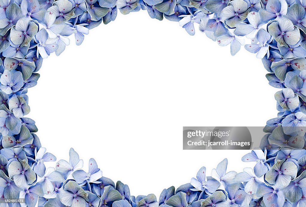 Blue Hydrangea Framed Background