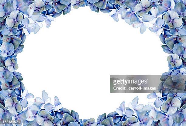 blue hydrangea framed background - blue flowers stock pictures, royalty-free photos & images