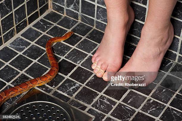 snake phobie - serpent stock-fotos und bilder