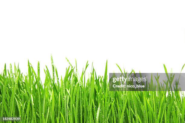 freshly watered grassy field - blade of grass stock pictures, royalty-free photos & images