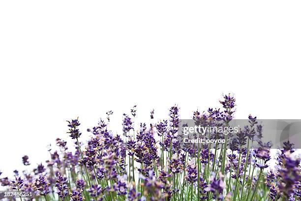 - lavendel - lavendel freisteller stock-fotos und bilder