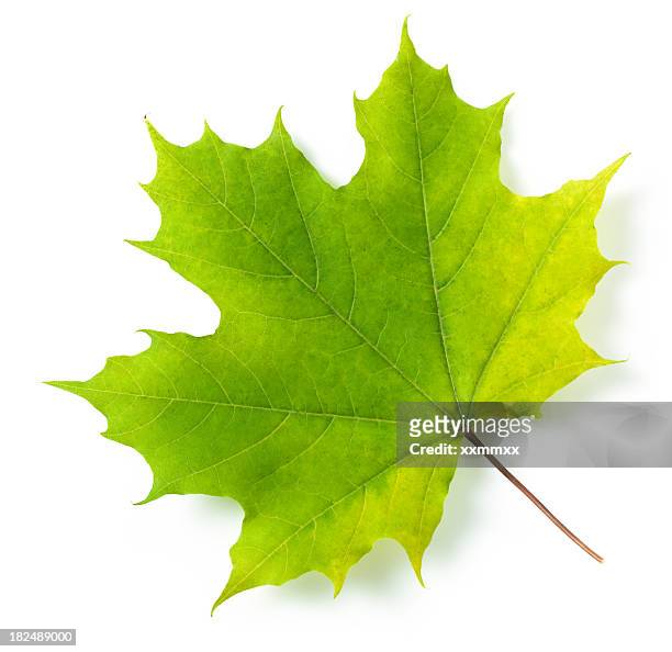 maple leaf - acer stock pictures, royalty-free photos & images