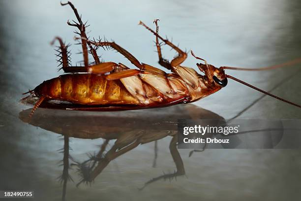 dead barata - cockroach - fotografias e filmes do acervo