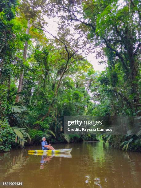 exploring tropical rainforest: man kayaking in tortuguero canals - costa rica - provincia de limón fotografías e imágenes de stock