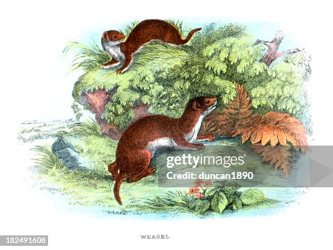 Weasel Weasel