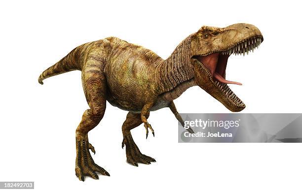 tyrannosaurus rex - dino stock-fotos und bilder