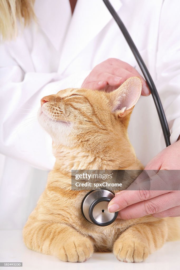 猫の獣医