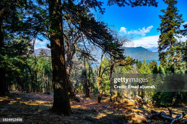 Background Rara 772 Rara Lake Stock Photos, High-Res Pictures, and Images - Getty Images