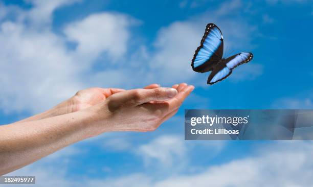 schmetterling in the sky - butterfly hand stock-fotos und bilder