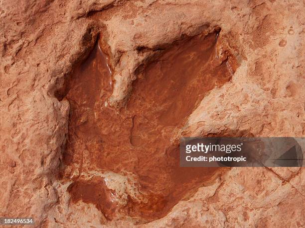 huella de dinosaurio - allosaurus fotografías e imágenes de stock