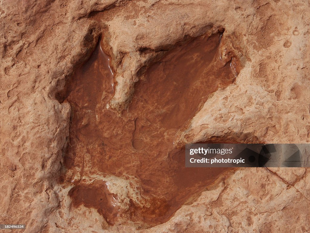 Dinosaur footprint