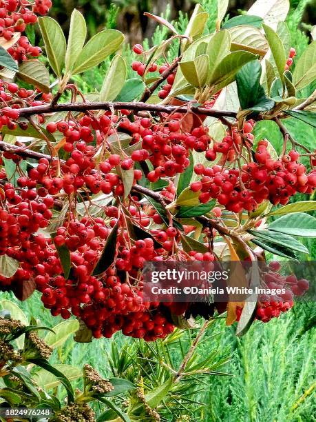 cotoneaster - cotoneaster horizontalis stock pictures, royalty-free photos & images