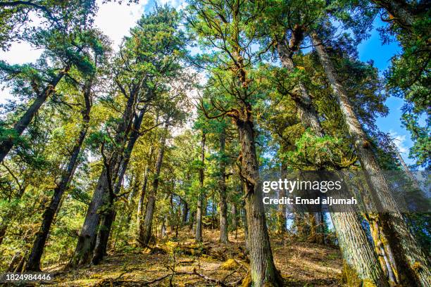 Background Rara 772 Rara Lake Stock Photos, High-Res Pictures, and Images - Getty Images