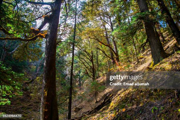 Background Rara 107 Rara National Park Stock Photos, High-Res Pictures, and Images ...