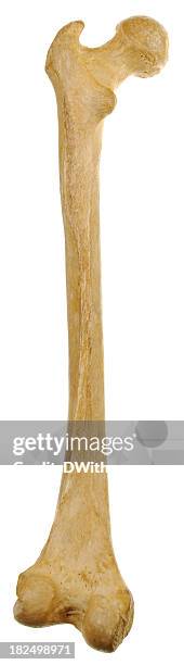 full length human femur - posterior view - lårben bildbanksfoton och bilder