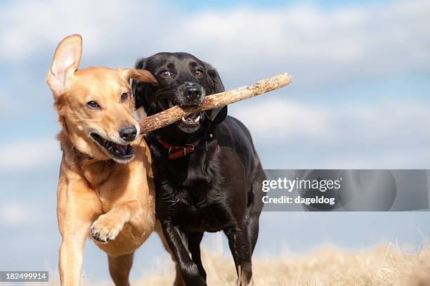 i got it first - two animals stock pictures, royalty-free photos & images