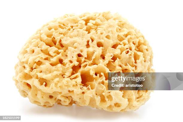isolated bath sponge - natural sponge stock pictures, royalty-free photos & images