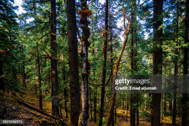 Background Rara 772 Rara Lake Stock Photos, High-Res Pictures, and Images - Getty Images
