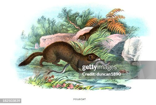 Polecat (Mustela putorius) Polecat (Mustela putorius)