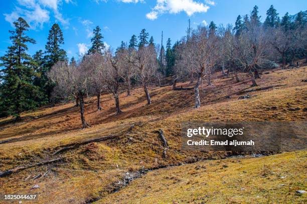 Background Rara 772 Rara Lake Stock Photos, High-Res Pictures, and Images - Getty Images