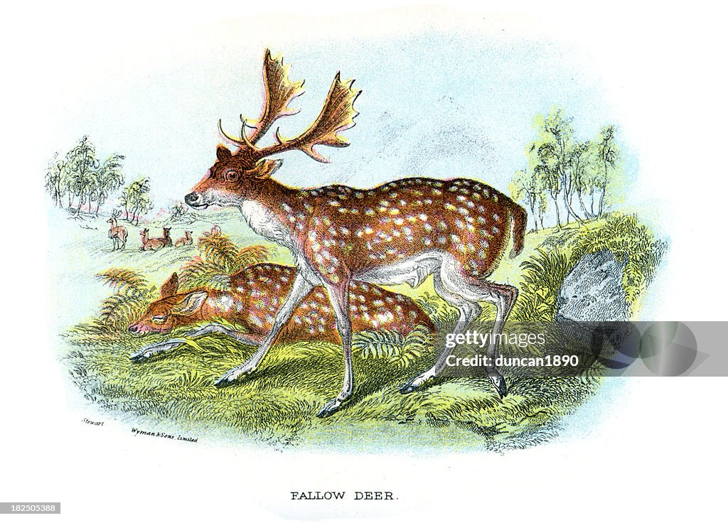 Fallow Deer