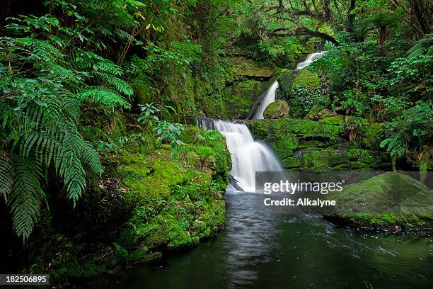 waterfall in the rainforest, new zealand - flowing stream stock pictures, royalty-free photos & images