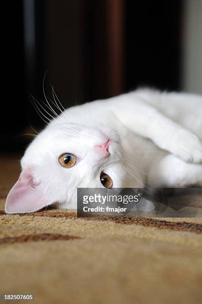 lying down - cat lying down stock pictures, royalty-free photos & images
