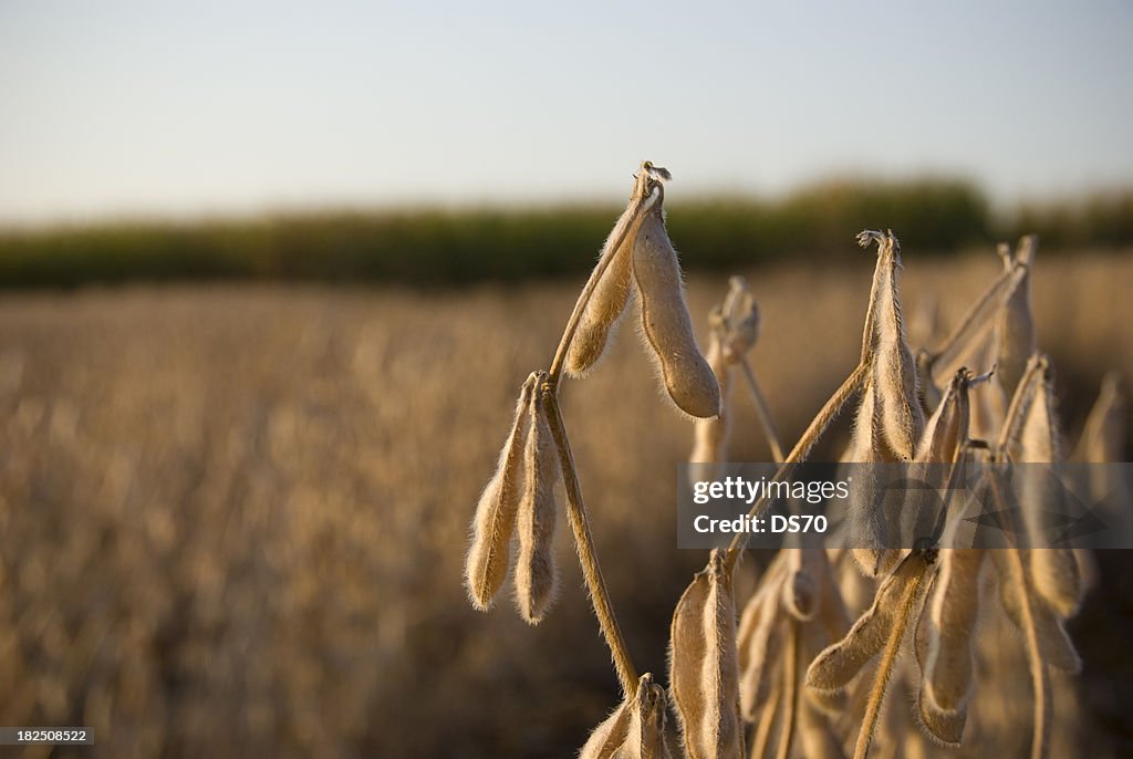 Soybeans bereit für die Ernte