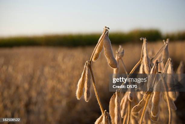 soybeans ready for harvest - soybean harvest stockfoto's en -beelden