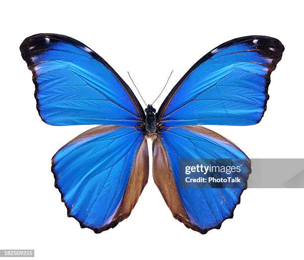 blue morpho butterfly - large - morpho butterfly stock pictures, royalty-free photos & images