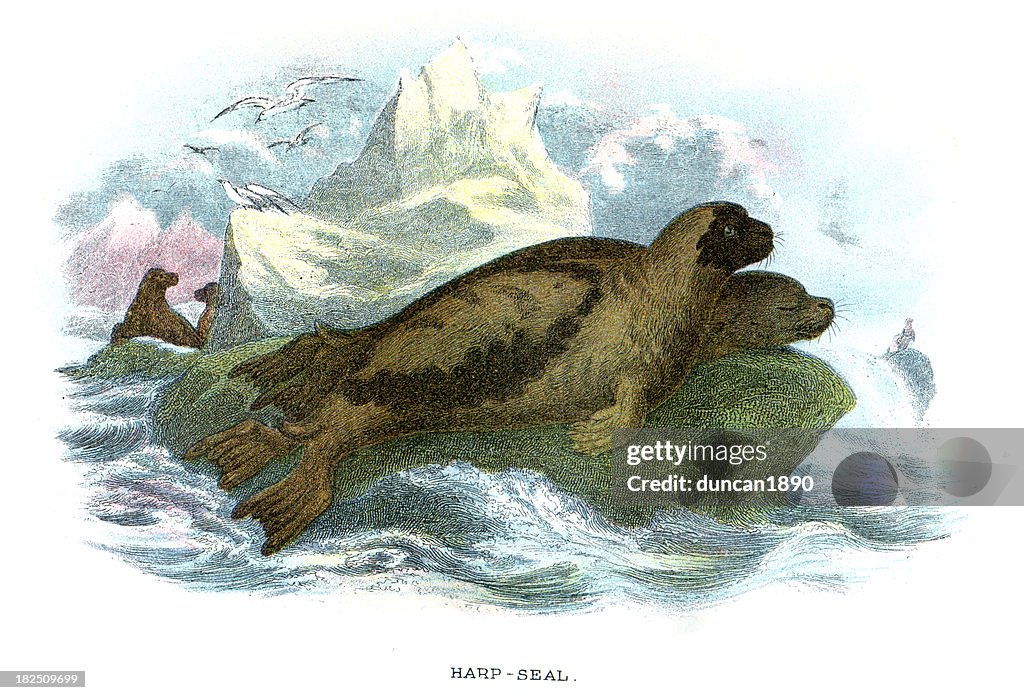 Harp Seal (Pagophilus groenlandicus)