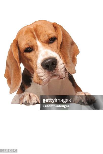 beagle dog with banner - beagle stock pictures, royalty-free photos & images