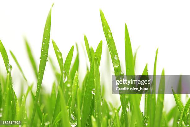 gotas de agua en verde hierba - blade of grass fotografías e imágenes de stock