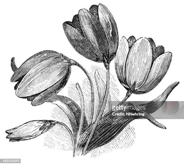 bildbanksillustrationer, clip art samt tecknat material och ikoner med tulips engraving - tulpaner