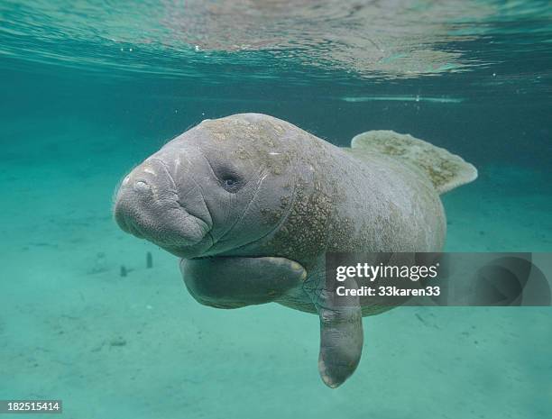 manatee sea cow cristal river florida - manatee stockfoto's en -beelden