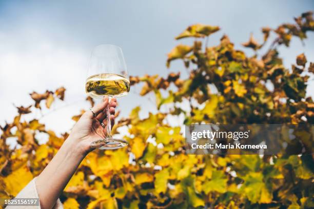 woman holding a glass of white wine in a vineyard. wine tasting at the winery's open-air restaurant. the concept of grape production and winemaking. - ボージョレーヌーボー ストックフォトと画像