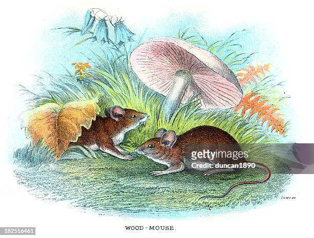 wood mouse (apodemus sylvaticus) - wood mouse stock illustrations