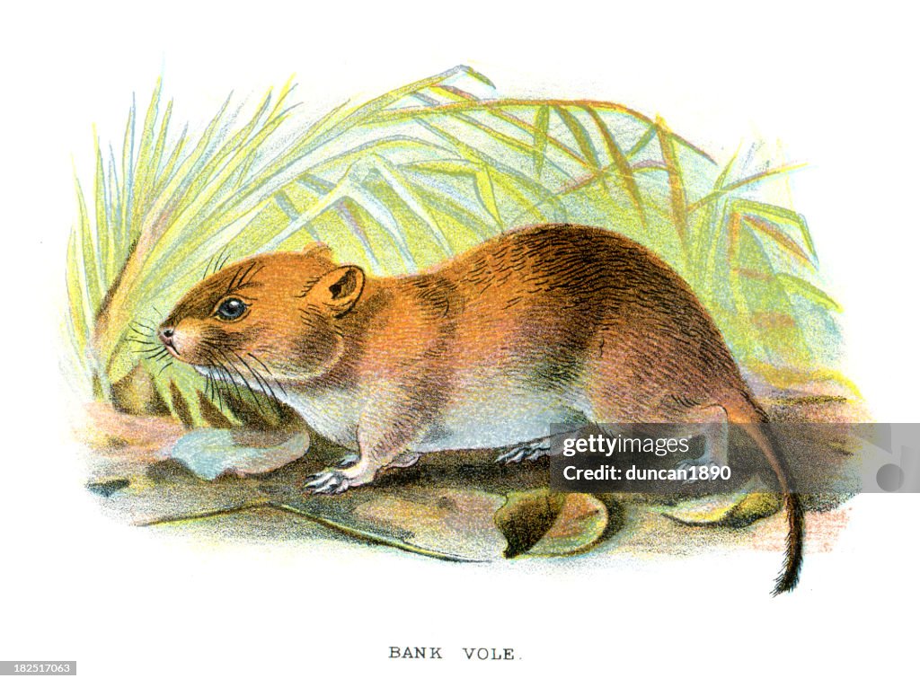 Bank Vole (Myodes glareolus)