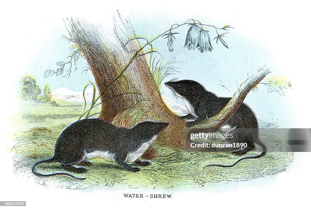 Eurasian Water Shrew