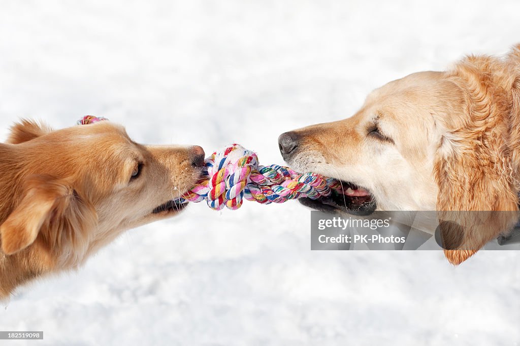 Dogs playing with a rope in their mouths