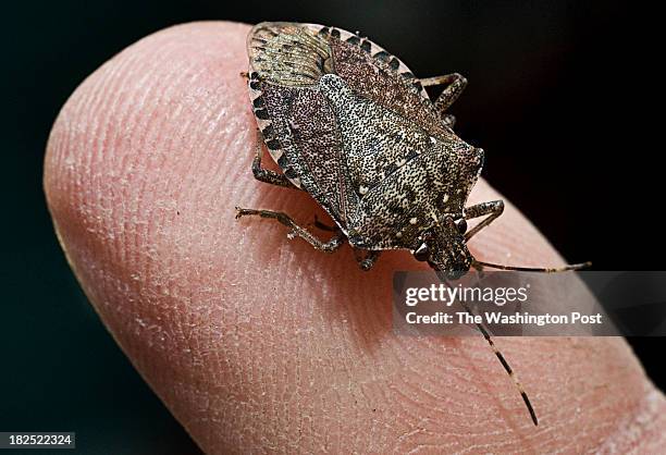 Doug Inkley Doug Inkley holds a Brown Marmorated Stink Bug on his finger Monday ...