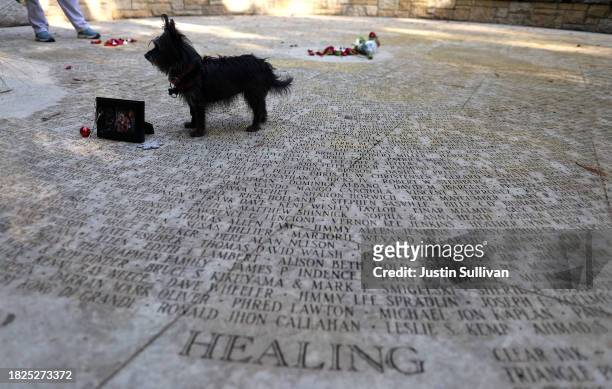 Dog stands on the engraved names of AIDS victims in the Circle of Friends at the National AIDS Memorial Grove on December 01, 2023 in San Francisco,...