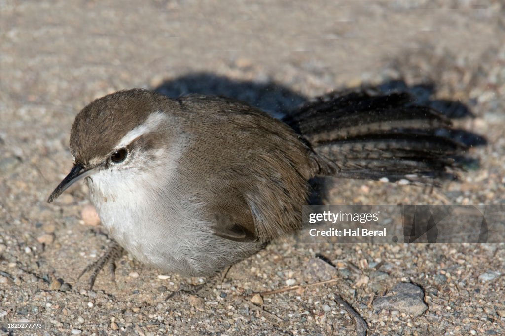 Bewick's Wren