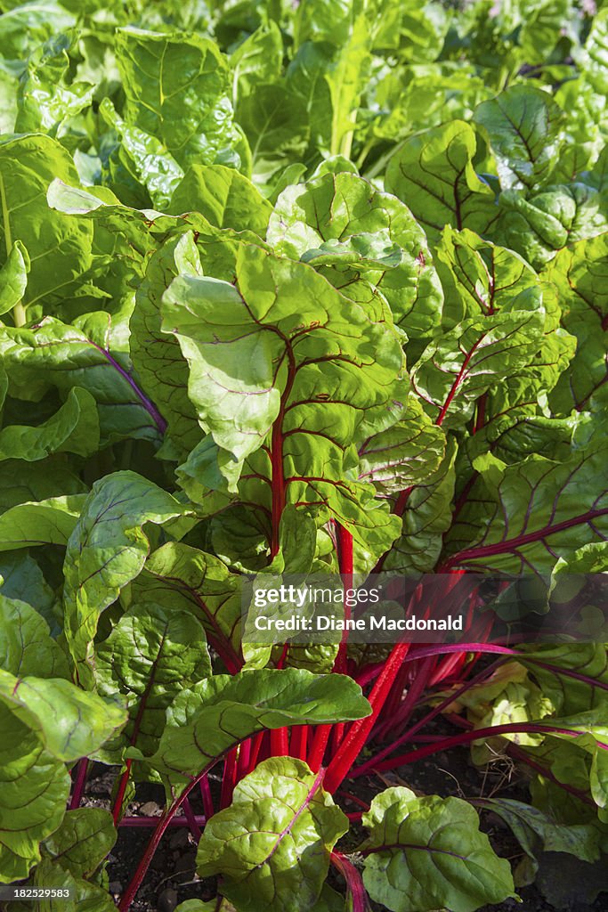 Homegrown Swiss Chard or Red Chard