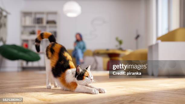 cat stretching - calico cat stock pictures, royalty-free photos & images